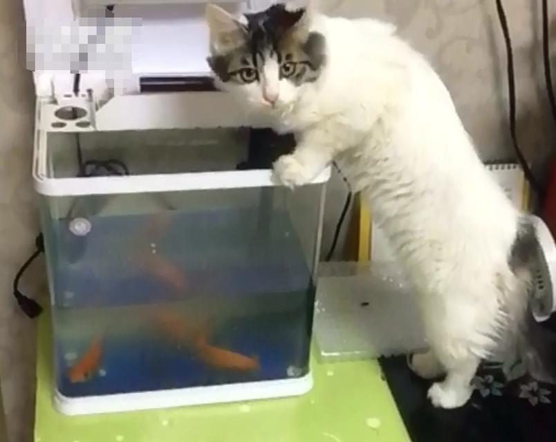拯救鱼儿，保护宠物，让猫远离鱼缸（15种有效方法）