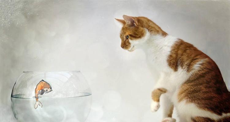 拯救鱼儿，保护宠物，让猫远离鱼缸（15种有效方法）