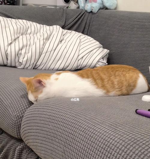 猫咪喜欢趴在沙发上睡的原因（揭秘宠物猫咪为何喜欢在沙发上打盹）