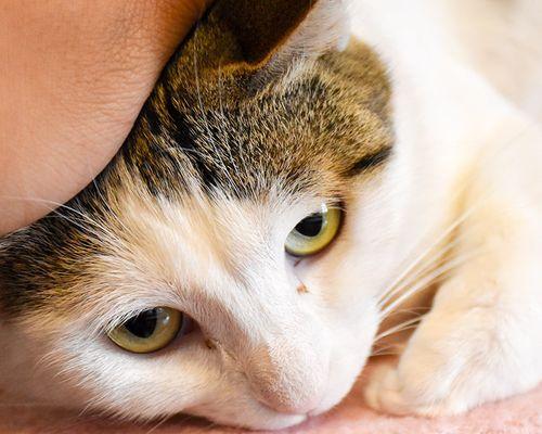 猫咪爱爬高的原因和治疗方法（让宠物猫远离高处危险的有效措施）