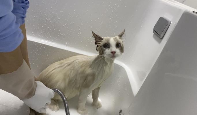 揭秘猫咪喜欢泡澡的真相（一只猫咪为什么会喜欢泡澡睡觉）