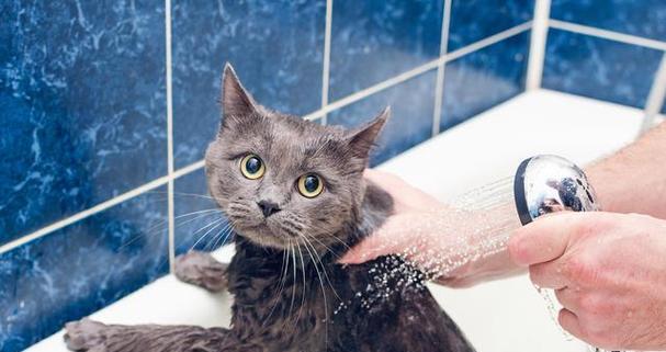 揭秘猫咪喜欢泡澡的真相（一只猫咪为什么会喜欢泡澡睡觉）