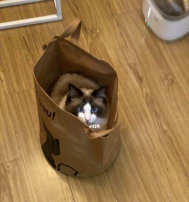 猫咪和袋子的爱情故事（揭开猫咪喜欢袋子背后的原因）