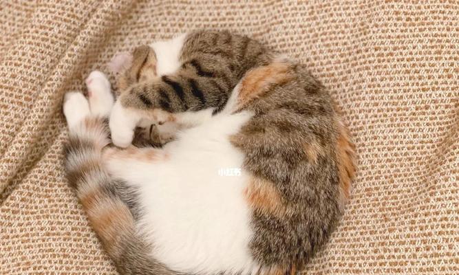 猫咪睡觉的习性与行为（探索猫咪喜欢睡觉的原因及注意事项）