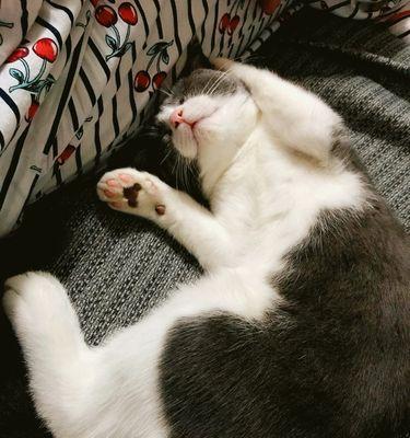 猫咪睡人身上的真相（宠物喜欢亲近主人的原因和注意事项）