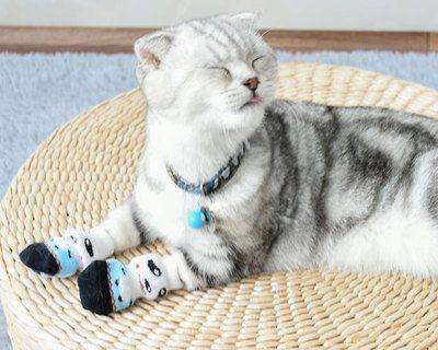 宠物猫喜欢睡在袜子上的原因（探秘猫咪喜欢和袜子的不解之缘）