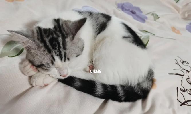 揭秘猫咪喜欢睡枕头的原因（一起了解猫咪喜欢枕头的5大原因）