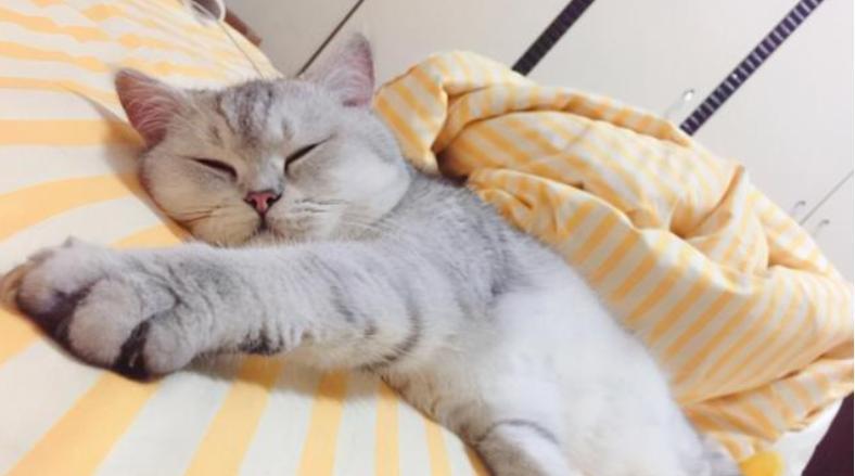 猫咪睡主人床的原因和好处（猫咪是家人）