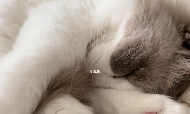 揭秘猫咪的睡眠习惯与行为特点（揭秘猫咪的睡眠习惯与行为特点）