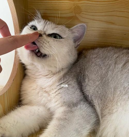 猫咪为何喜欢舔手指（揭秘猫咪喜欢舔手指的原因及应对方法）
