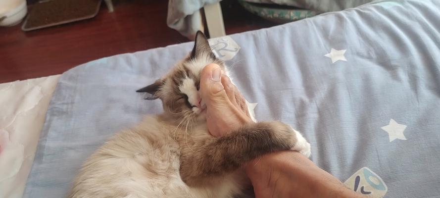 猫咪为什么喜欢舔爪子（探秘猫咪日常行为）