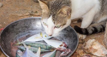 宠物猫咪偷吃鱼的解决方法（让猫咪远离偷吃鱼的坏习惯）