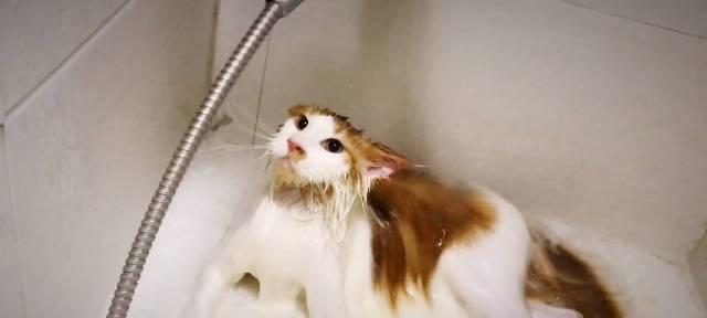 为什么猫咪喜欢玩水却不喜欢洗澡（探究猫咪喜欢玩水与不喜欢洗澡的根源）