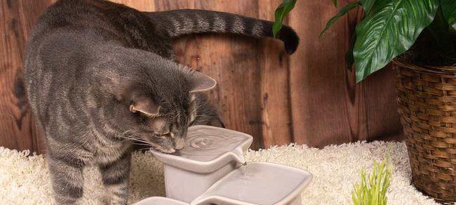 猫咪为什么喜欢往杯子尿尿？