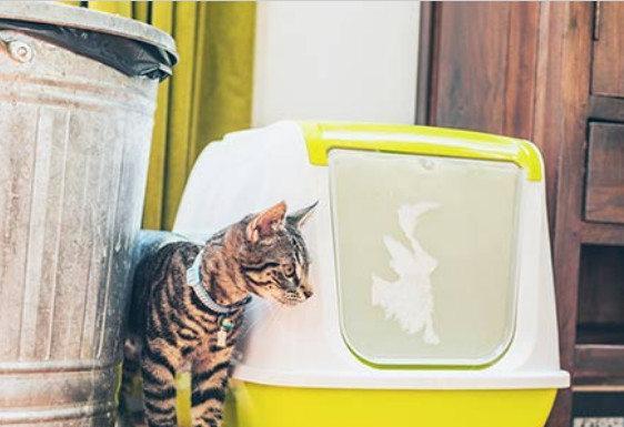 猫咪为什么喜欢往杯子尿尿？