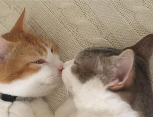 猫咪为何喜欢亲吻我们的眼睛（揭开宠物猫亲吻眼睛的真相与背后的含义）