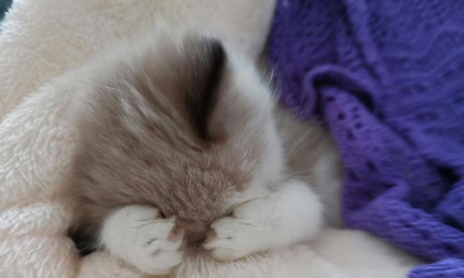 揭秘猫咪为何喜欢一直睡觉的原因（解析猫咪睡眠习惯）