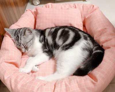 猫咪喜欢在床单下睡，揭秘背后原因（宠物的习性和心理）