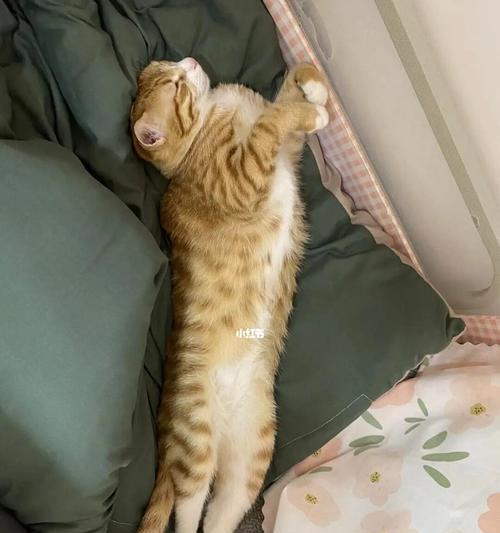 猫咪喜欢在床单下睡，揭秘背后原因（宠物的习性和心理）