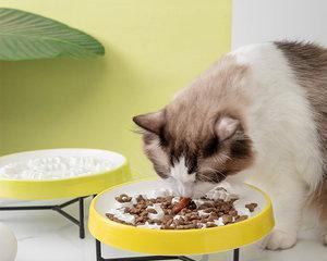 揭秘猫咪为何喜欢在花盆里睡觉（探究猫咪喜爱花盆的原因及对宠物主人的建议）