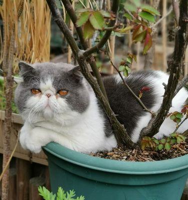 揭秘猫咪为何喜欢在花盆里睡觉（探究猫咪喜爱花盆的原因及对宠物主人的建议）