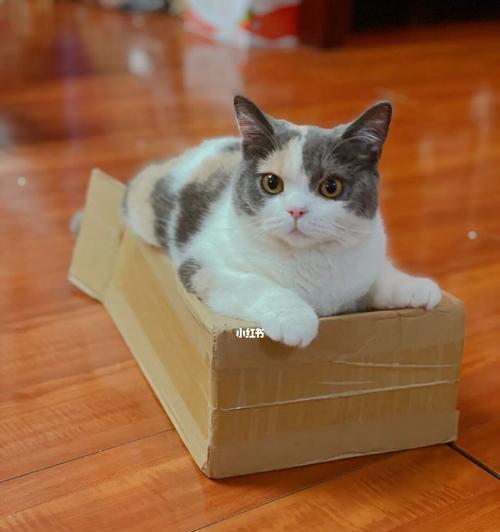 猫咪喜欢纸盒，如何让它们更开心（探索猫咪对纸盒的独特魅力）