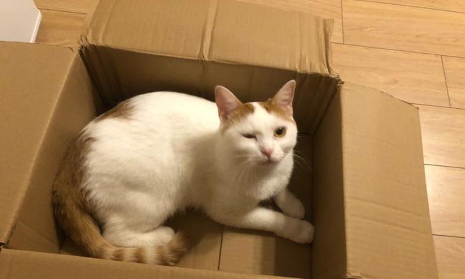 猫咪喜欢纸盒，如何让它们更开心（探索猫咪对纸盒的独特魅力）