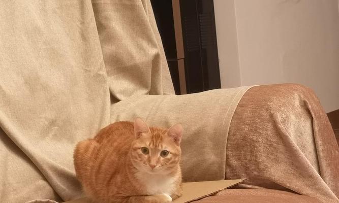 猫咪的抓痕与皮沙发（以宠物为主）