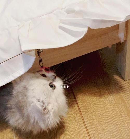 猫咪喜欢捉迷藏，如何满足它的游戏天性（宠物主人必看的捉迷藏指南）