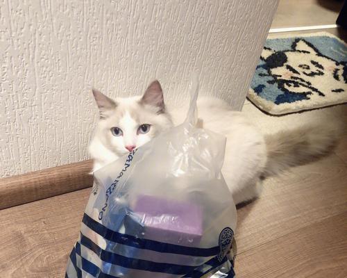 揭秘猫咪为何喜欢钻塑料袋（探究猫咪天性与生活环境的影响因素）