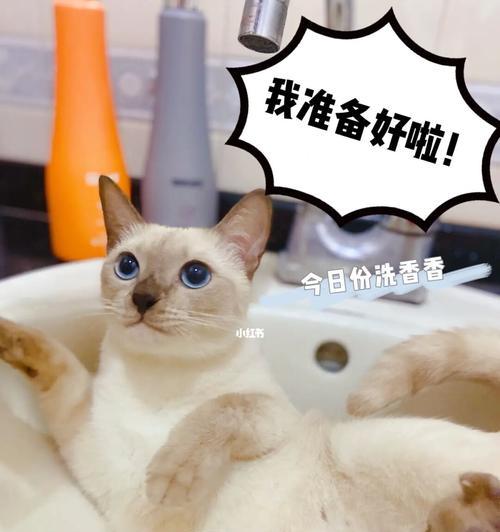 洗完澡的猫咪为何会“嗷嗷”叫（揭秘猫咪洗澡后叫的原因及解决方法）