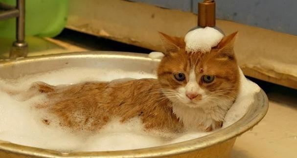 洗完澡的猫咪为何会“嗷嗷”叫（揭秘猫咪洗澡后叫的原因及解决方法）