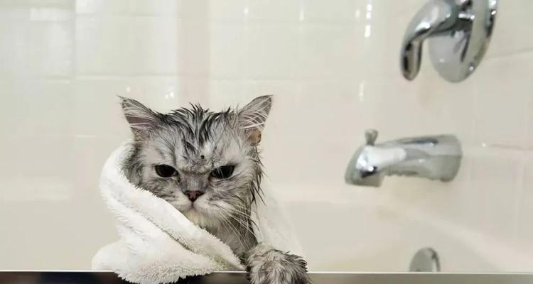 当你的猫咪洗完澡后吐出黄水，应该如何应对（猫咪洗澡后出现黄水是常见现象）