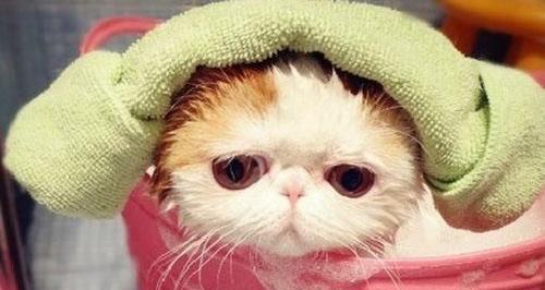 猫咪洗澡后的“不合作”表现（为什么猫咪不愿意吹干毛发）
