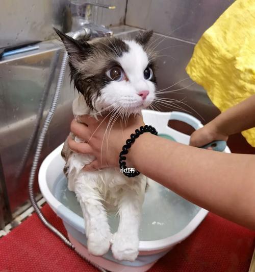 猫咪洗澡后拉稀，原因和解决方法详解（宠物爱护）