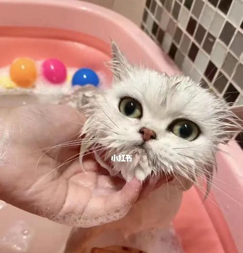 猫咪洗澡后呕吐，应该注意什么（宠物猫咪洗澡后的注意事项）