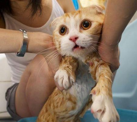 如何让宠物猫咪洗澡合作愉快（应对猫咪不合作的7大技巧）