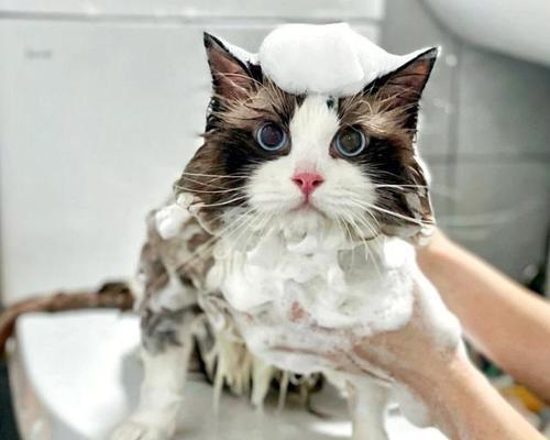 如何给猫咪洗澡（注意事项）