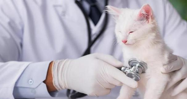 宠物猫患上细小病毒，家庭应该如何预防（了解细小病毒的危害与传染方式）