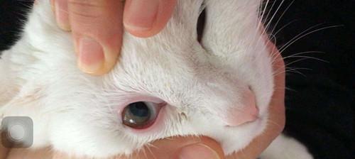 猫咪下眼睑鼓起，如何处理眼睑内翻问题（宠物爱护指南）