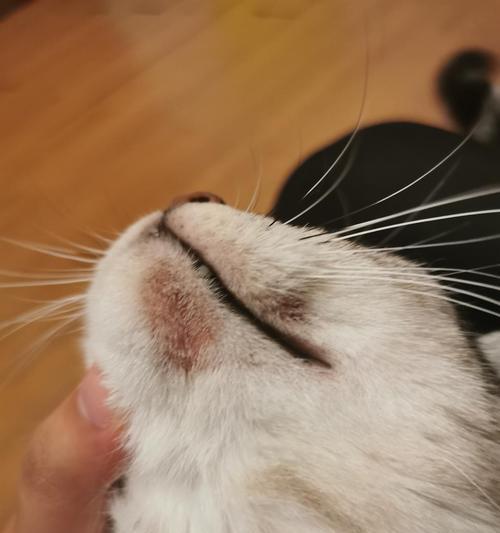 猫咪下颚皮肤病防治全解析（从猫咪生活习惯入手）