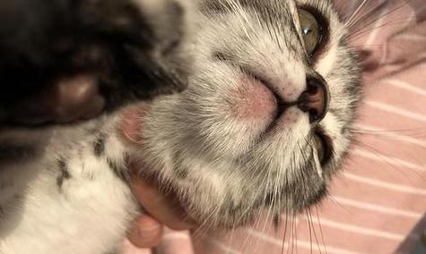 猫咪下颚皮肤病防治全解析（从猫咪生活习惯入手）