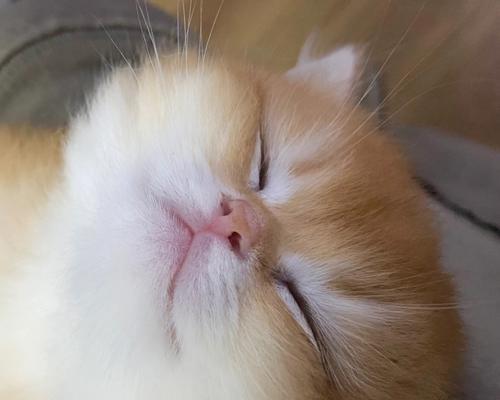 揭秘猫咪夏天睡觉张嘴的原因（宠物猫咪夏天睡觉为什么会张嘴）