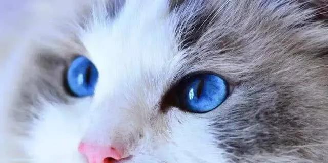 为什么猫咪夏天会出现眼睛红（探究猫咪夏季眼睛红的原因及防护措施）