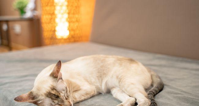 猫咪为何总喜欢在夏天蜷缩睡觉（宠物的睡眠需求和适应夏季高温的技巧）