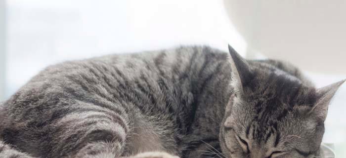 猫咪为何总喜欢在夏天蜷缩睡觉（宠物的睡眠需求和适应夏季高温的技巧）