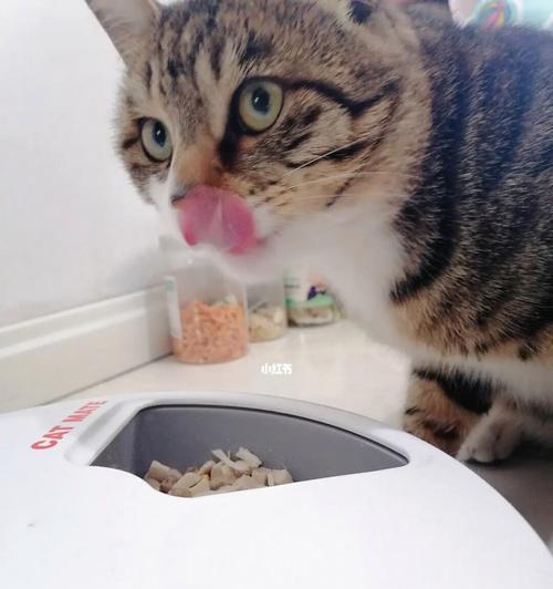 DIY猫咪鲜食的注意事项和制作步骤（DIY猫咪鲜食的注意事项和制作步骤）