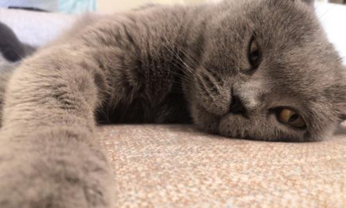 如何辨别猫咪想睡觉的信号（宠物猫的身体语言与习惯特征）