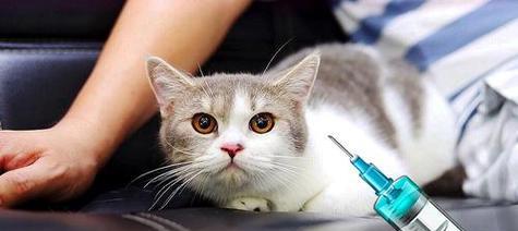 宠物猫咪的哮喘式咳嗽，你了解吗（猫咪偶尔会出现类似哮喘的咳嗽症状）