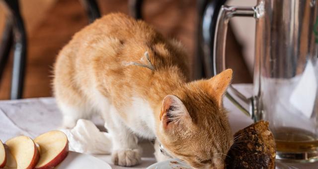 猫咪哮喘，如何让它们重拾健康（探究猫咪消瘦）
